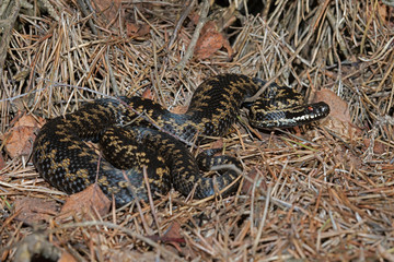 Adder (Vipera berus) in leaf litter