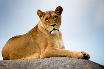 Fototapeta na wymiar Female Lion