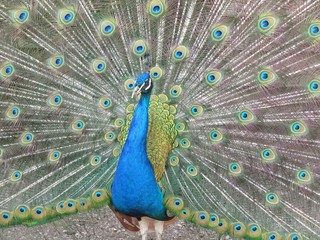 Naklejka premium Luxurious peacock with luxurious tail, background
