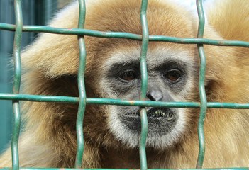 Obraz premium 05/28/2019, Berdyansk, Ukraine, city zoo. Little monkey in a cage.