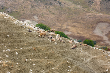 Depasturing sheeps in Cyprus valley. Focus on sheep.