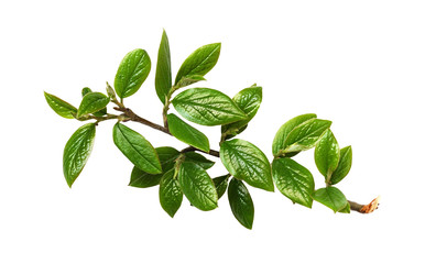 Twig with green leaves