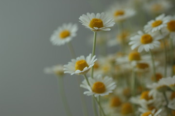 beautiful bloom botanical colorful decoration flower garden herbal love macro nature organic  summer white