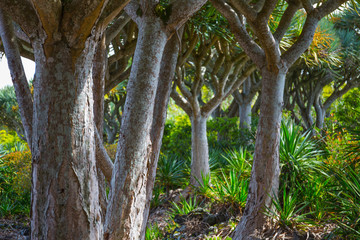 Dracaena draco, the Canary Islands dragon tree or drago
