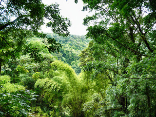 Fototapeta premium jungle