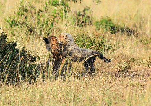 Cheetah Acinonyx jubatus Mother and cute baby cub kitten cuddling playing in green grass Masai Mara National Reserve Kenya East Africa