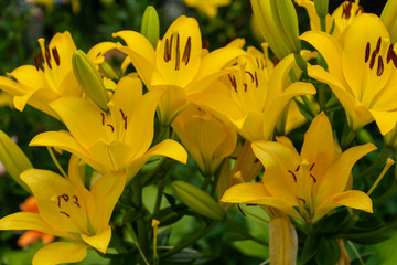 Blume in gelb