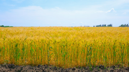 A field with cereal crops on a sunny day