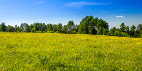 Summer meadow with wildflowers and green grass with trees in the background and blue sky and cloud.