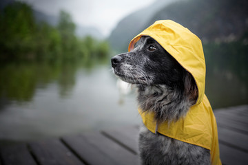 Dog with rain coat at the lake. Dog in the rain. © Anne