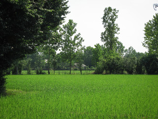 Green paddy rice field spring.Organic rice fields or paddy field Surrounded by trees in Iran, Gilan.