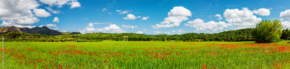 Wall mural rote mohnblumen im kornfeld panorama