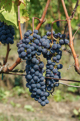 ripe black / blue grapes in a vineyard