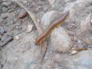 Gusano