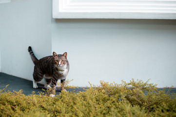 cat moving on outdoor garden