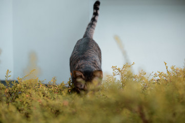 cat moving on outdoor garden