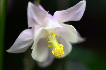 Blüte einer Gold-Akelei