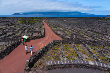 Landscape of the Pico Island Vineyard Culture has been classified by UNESCO as a World Heritage...
