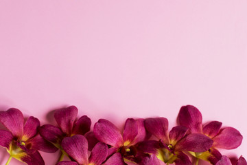 Branch of beautiful bordo orchid flowers on pink background. Floral pattern. Place for text.