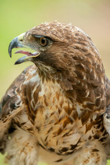 red-tailed hawk or Buteo jamaicensis close-up portrait