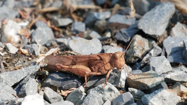 Big brown grasshopper sitting in the sun on gravel and ejecting a thin stream of clear liquid (Mischievous Bird Grasshopper)