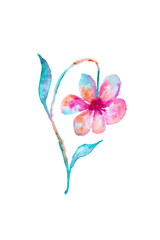 Beautiful pink with blue flower watercolor painting, hand drawn isolated on white background
