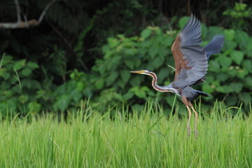 飛び立つムラサキサギ 西表島にて