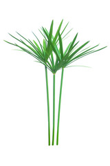 Umbrella plant, Papyrus, Cyperus alternifolius L. Isolated on white backgrund. with clipping path.