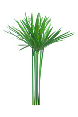 Umbrella plant, Papyrus, Cyperus alternifolius L. Isolated on white backgrund. with clipping path.