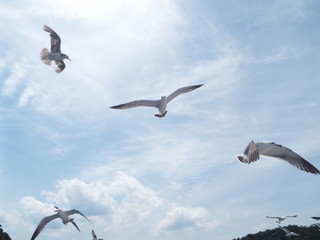 Fototapeta na wymiar Japan Hyougo Kyotango Ine birds sea