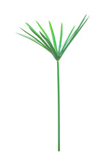 Umbrella plant, Papyrus, Cyperus alternifolius L. Isolated on white backgrund. with clipping path.