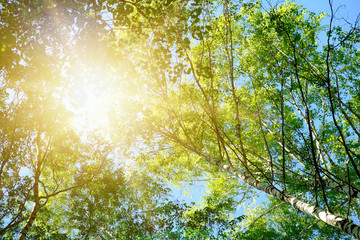 Beautiful morning in the forest. Nature background