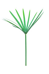 Umbrella plant, Papyrus, Cyperus alternifolius L. Isolated on white backgrund. with clipping path.