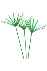 Umbrella plant, Papyrus, Cyperus alternifolius L. Isolated on white backgrund. with clipping path.