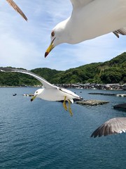Fototapeta na wymiar Japan Hyougo Kyotango Ine birds sea