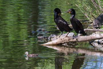 Wildlife of Colorado - Double-Crested Cormorants Watch a Wood Duckling Swim By.