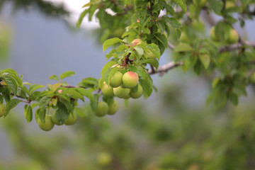 Plum trees on the Sipil mountain of Turkey / Izmir.