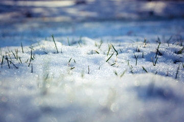 Snow with grass coming through