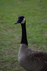 canadian goose