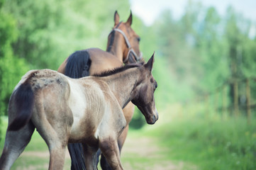 Naklejka premium purebred akhalteke foal walking with mom . back view.