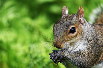 Obraz premium eastern gray squirrel eating seed