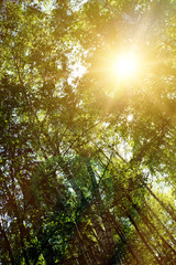 Beautiful morning in the forest. Nature background