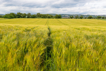 Fototapeta premium A field of ripening rye against a cloudy sky, on a spring day in western Germany.