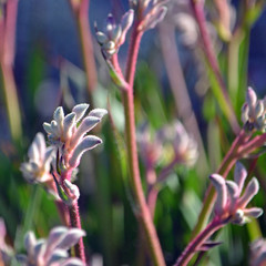 Western Australian native pale pink Kangaroo Paw plants, Anigozanthos, family Haemodoraceae (bloodwort family)