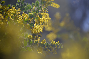 Dreamy background yellow flowers of the Queensland Silver Wattle, Acacia podalyriifolia, family Fabaceae. 