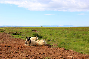 Sheep walking on earthy ground on their meadow