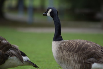 canadian goose