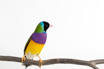 Gouldian finch Bird