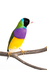 Gouldian finch Bird