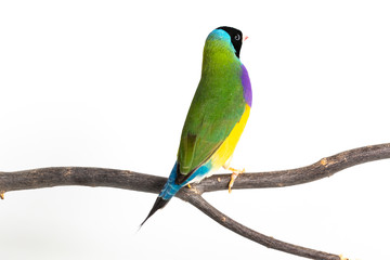 Gouldian finch Bird